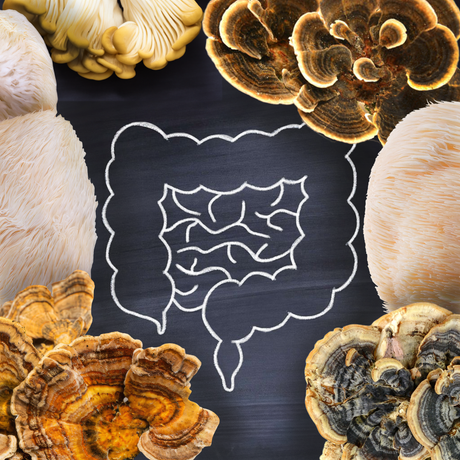 Optimizing Gut Health with Lion's Mane and Turkey Tail: Harnessing Nature's Support